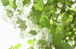 悄悄藏了3年的赏花地图 藏着刷屏到国外的绝美纯色