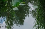 鲜花10块一把 中国最浪漫城市非她莫属